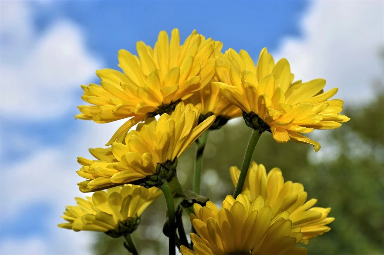 daisies, flowers, yellow flowers-7432811.jpg